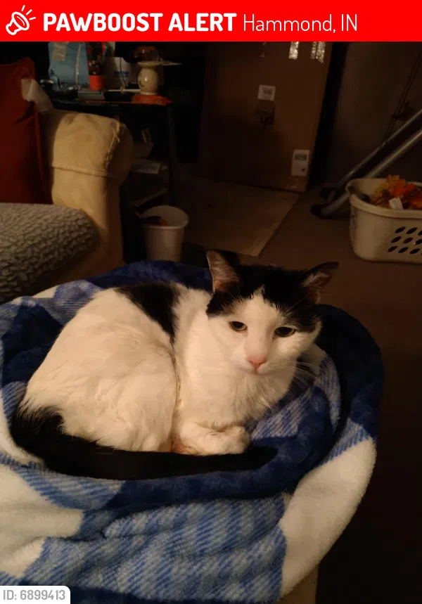 Lost cat in Hammond, IN, 46327