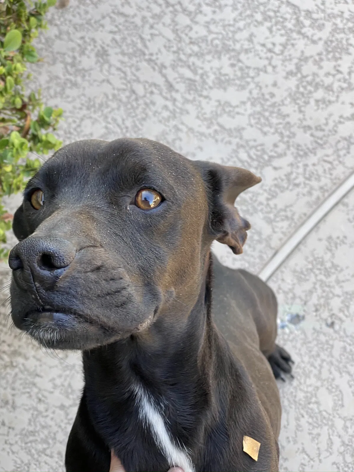 Lost dog in Glendale, AZ, 85305