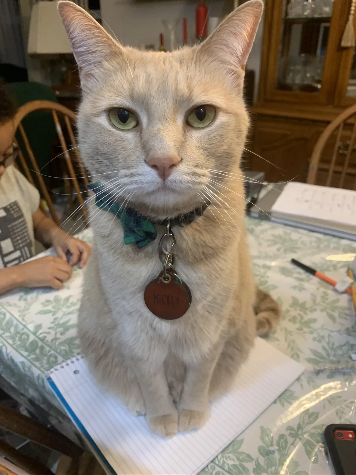 Lost cat in Virginia Beach, VA, 23454