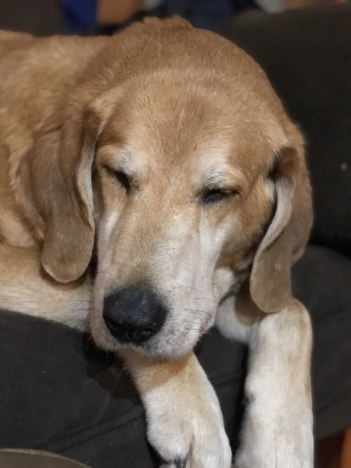 Lost dog in Two Rivers, WI, 54241