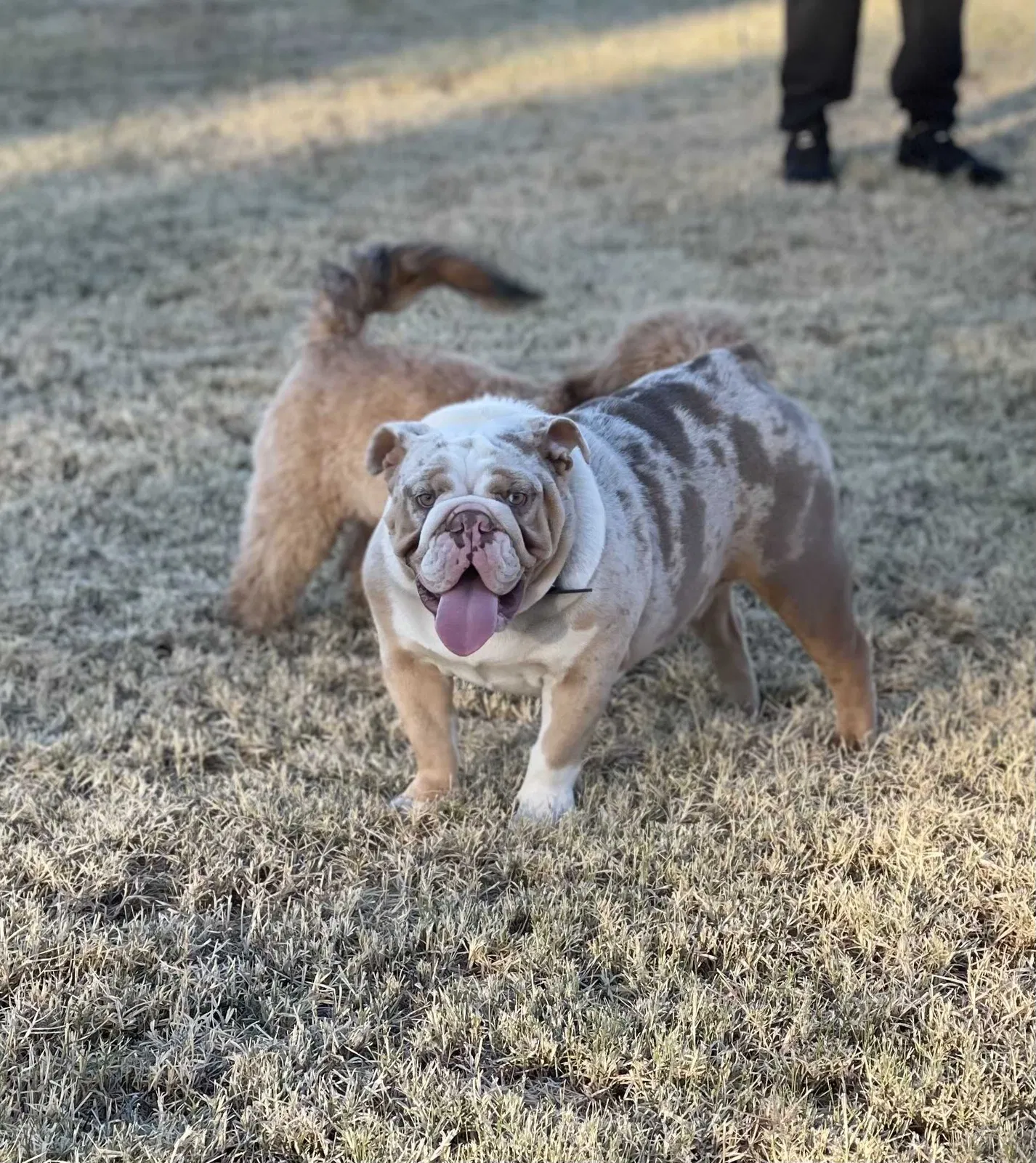 Lost dog in Glendale, AZ, 85305