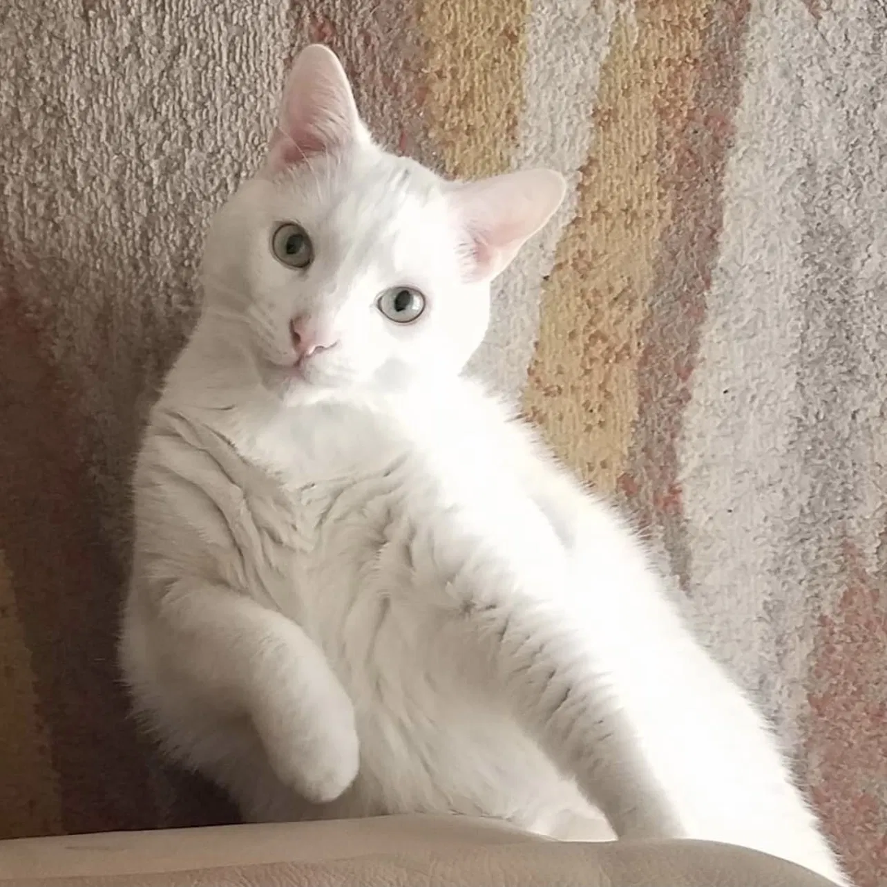 Lost cat in Powell, OH, 43065