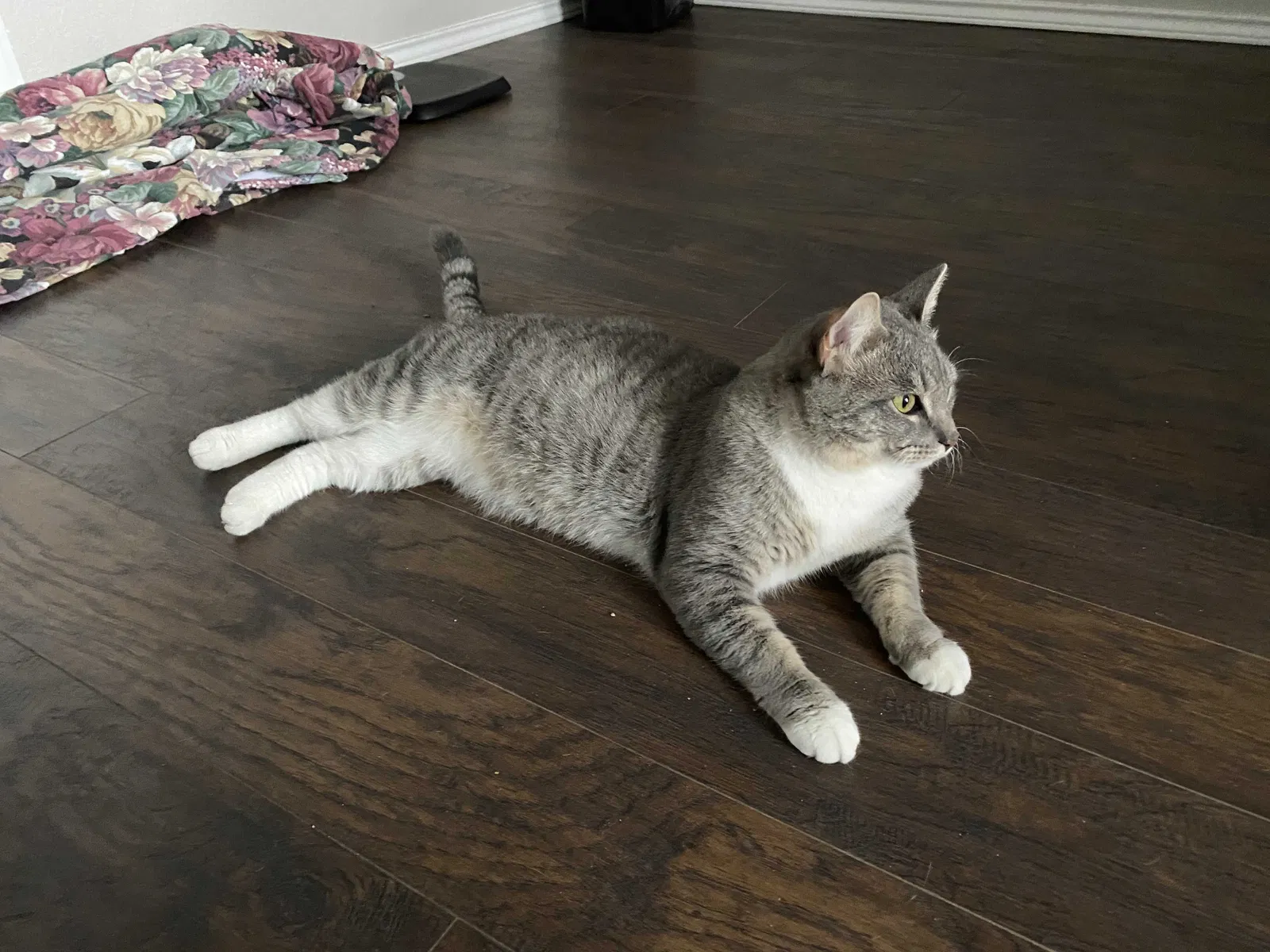 Lost cat in Kyle, TX, 78640