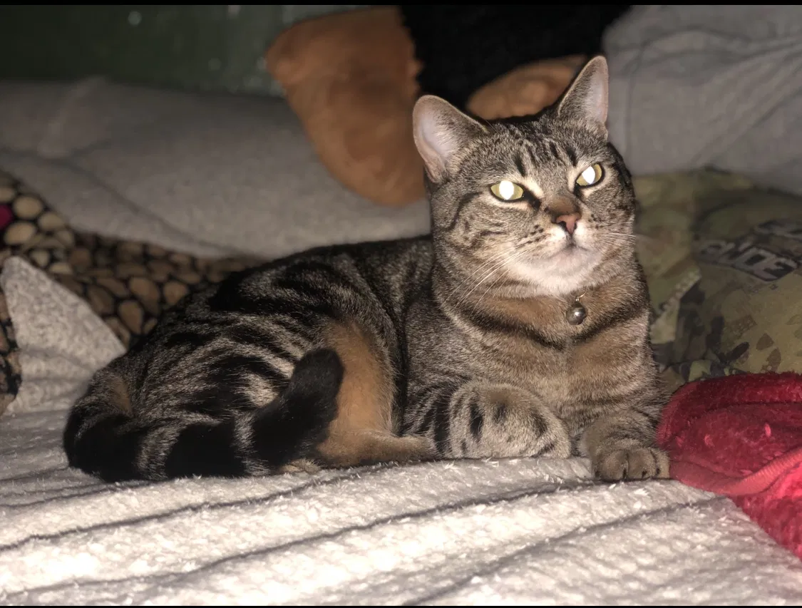 Lost cat in Oakland, CA, 94601