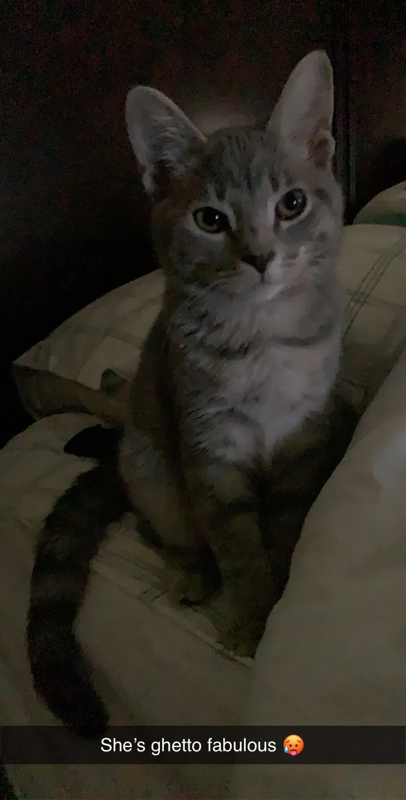 Lost cat in Covington, KY, 41014