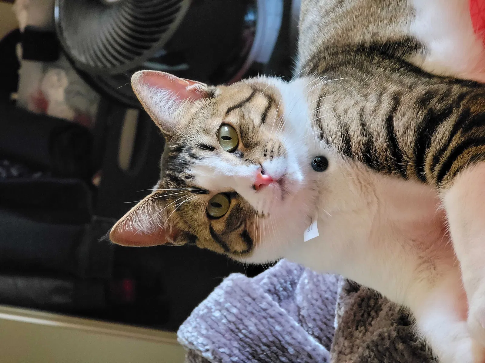 Lost cat in Costa Mesa, CA, 92626