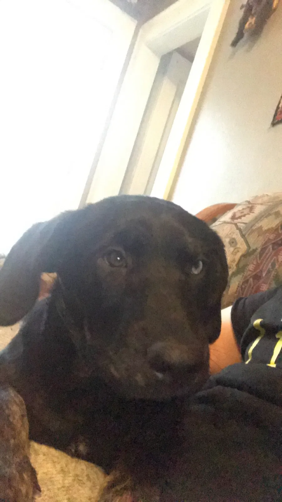 Lost dog in Cameron, MO, 64429
