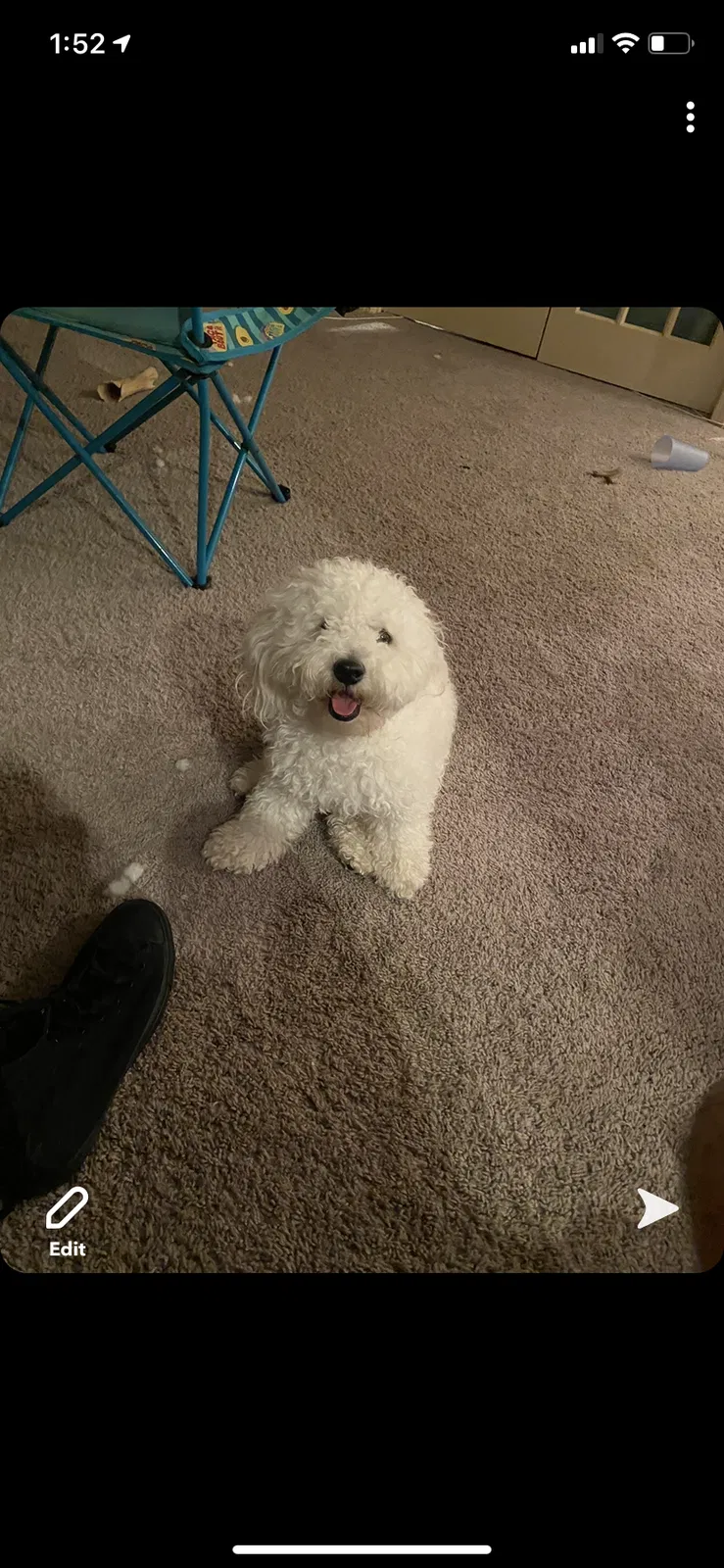 Lost dog in Grandview, MO, 64030