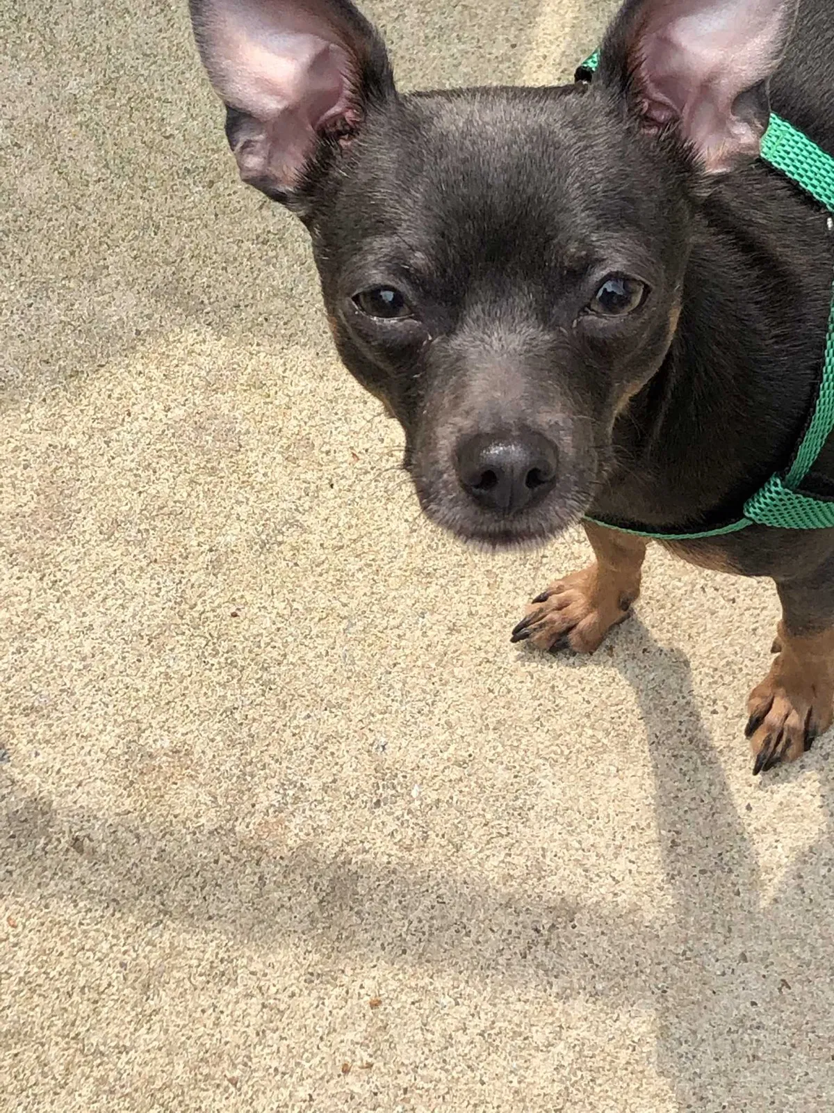 Lost dog in Sharpsburg, GA, 30277