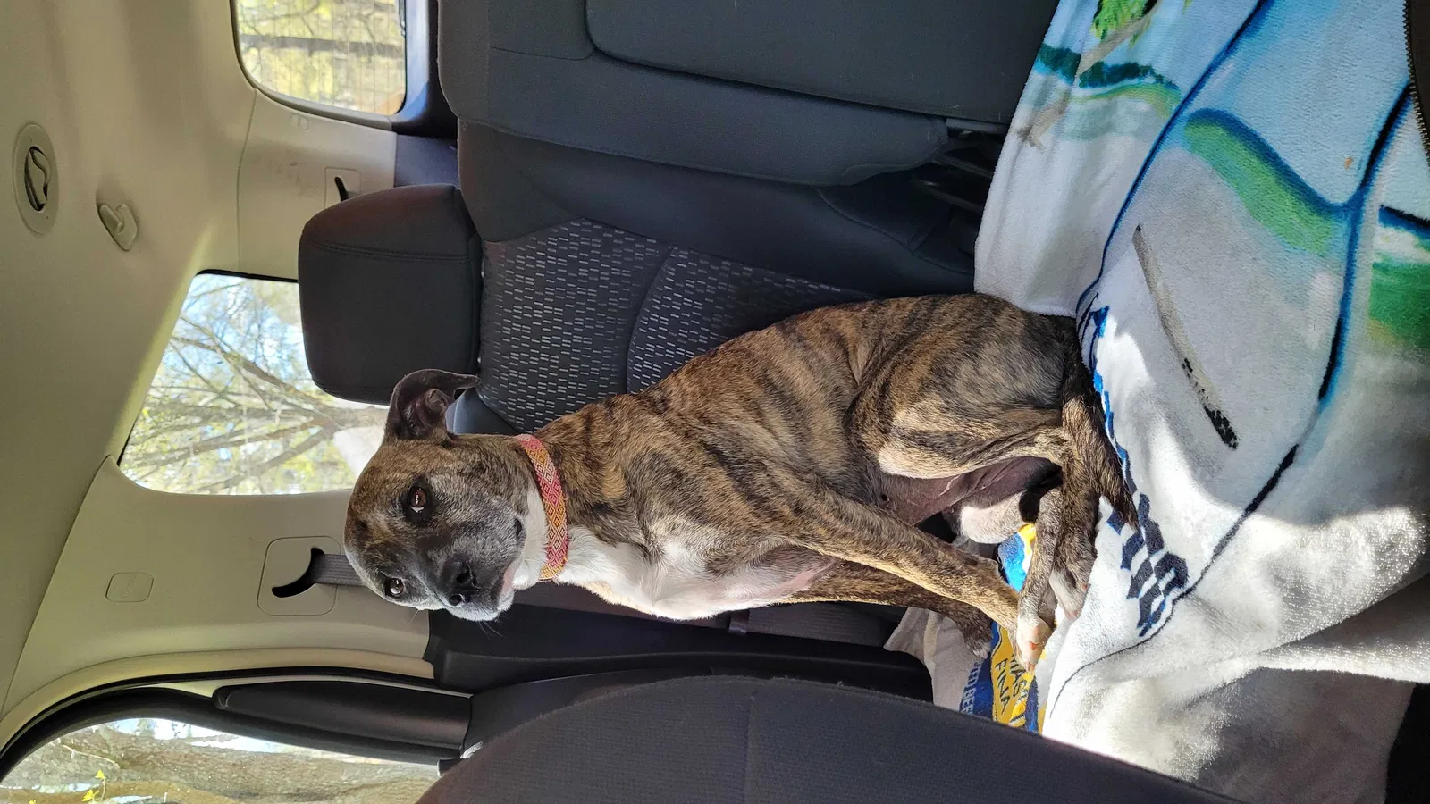 Lost dog in Sallis, MS, 39160