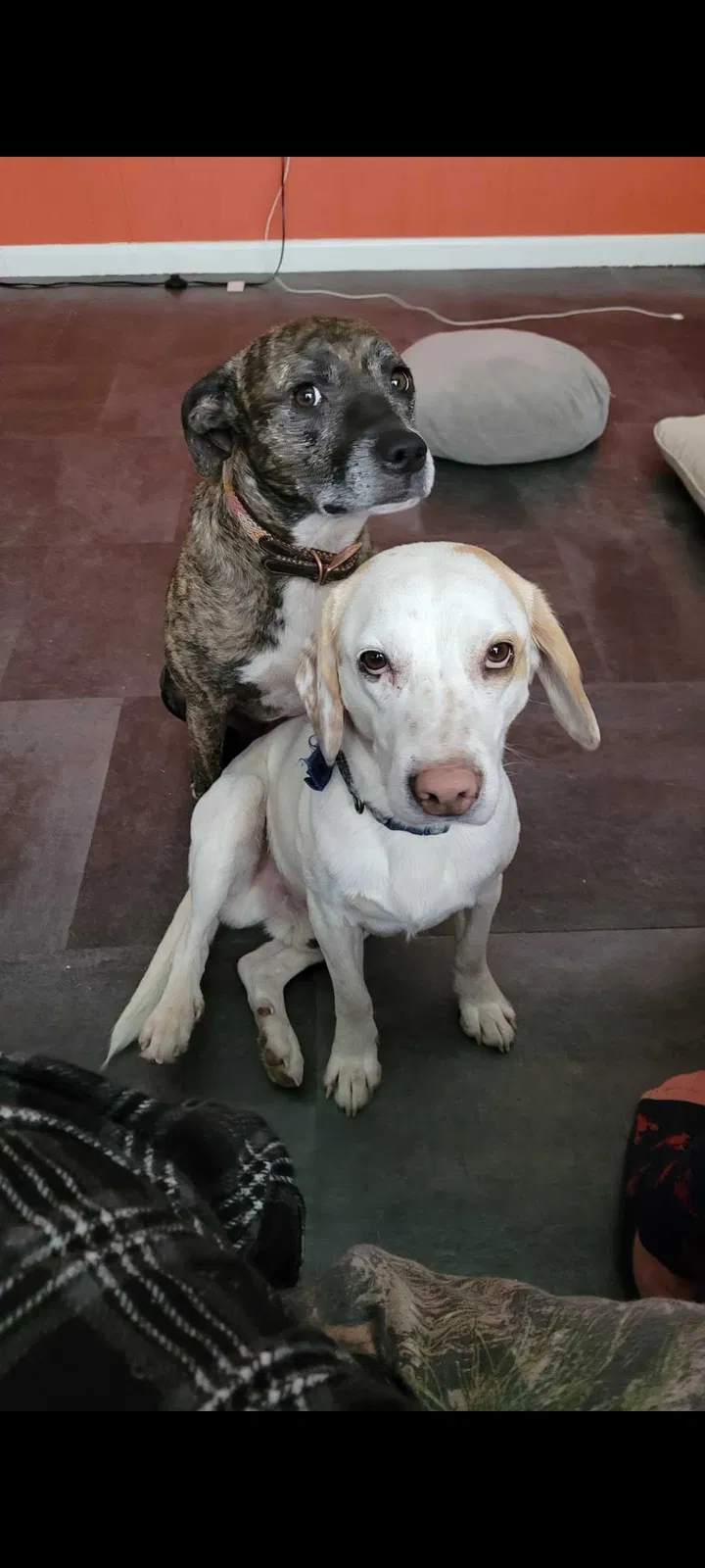 Lost dog in Sallis, MS, 39160