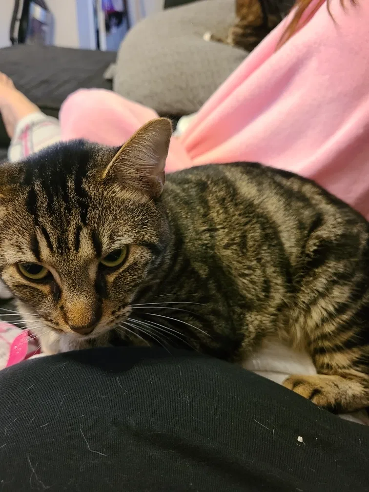 Lost cat in Spring, TX, 77388