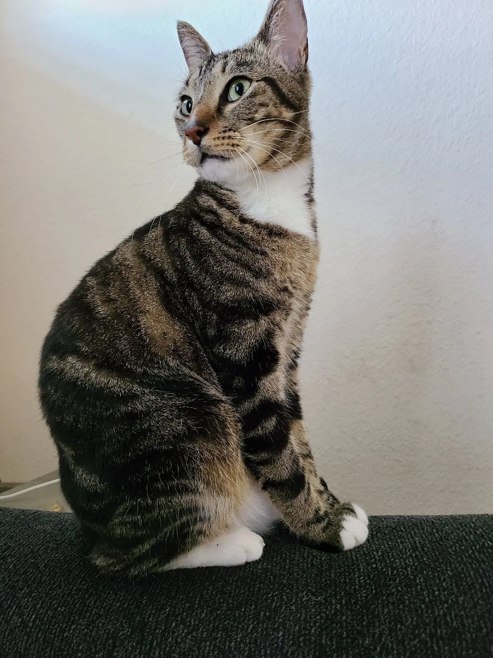 Lost cat in Spring, TX, 77389