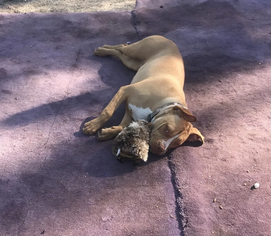 Lost dog in Clearwater, FL, 33765