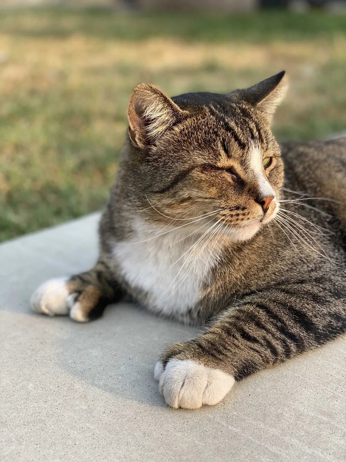 Lost cat in Modesto, CA, 95350