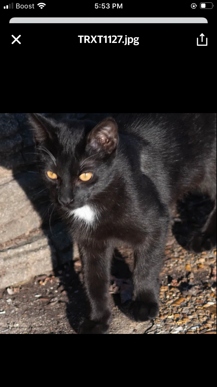 Lost cat in Saint Charles, MO, 63303