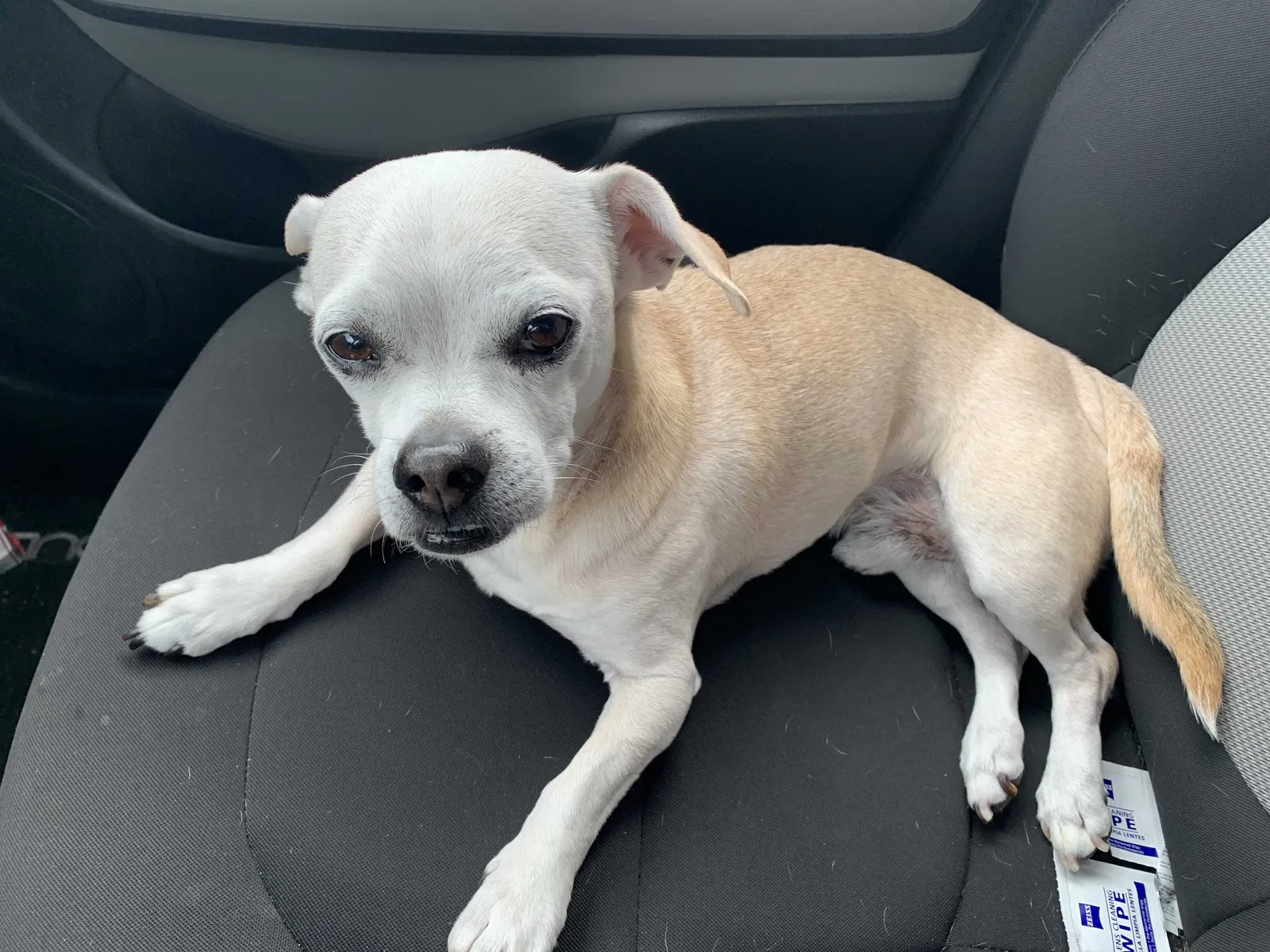 Lost dog in Auburn, CA, 95603