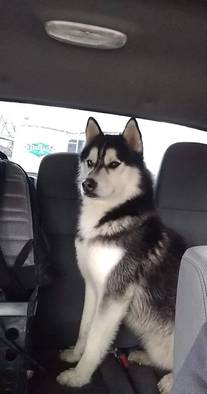 Lost dog in Tulsa, OK, 74145