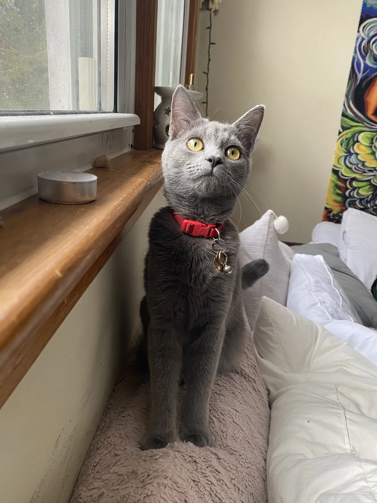 Lost cat in Ridgewood, NJ, 7450