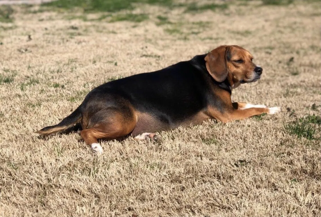 Lost dog in Blythewood, SC, 29016