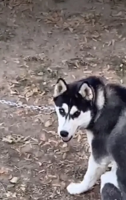 Lost dog in Salt Lake City, UT, 84118