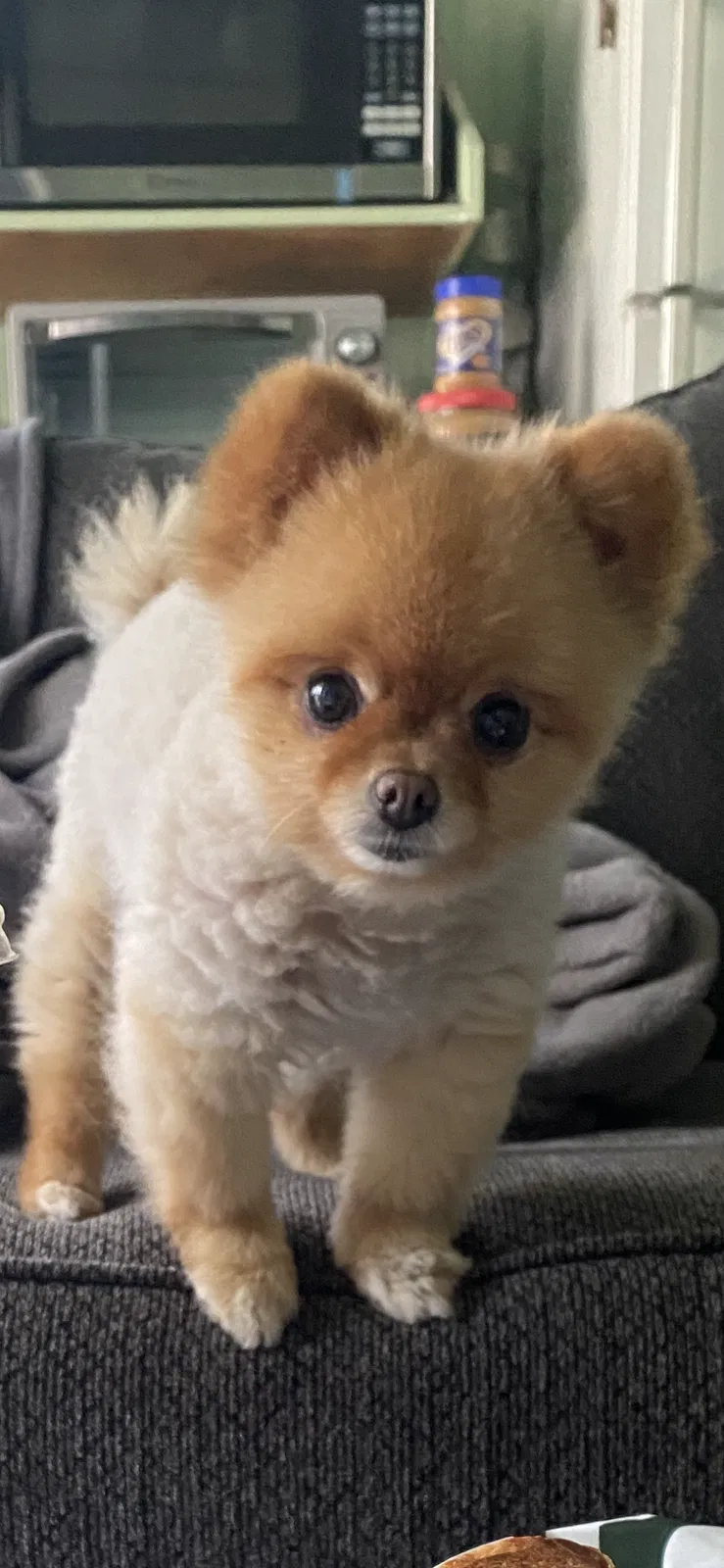 Lost dog in Northridge, CA, 91325