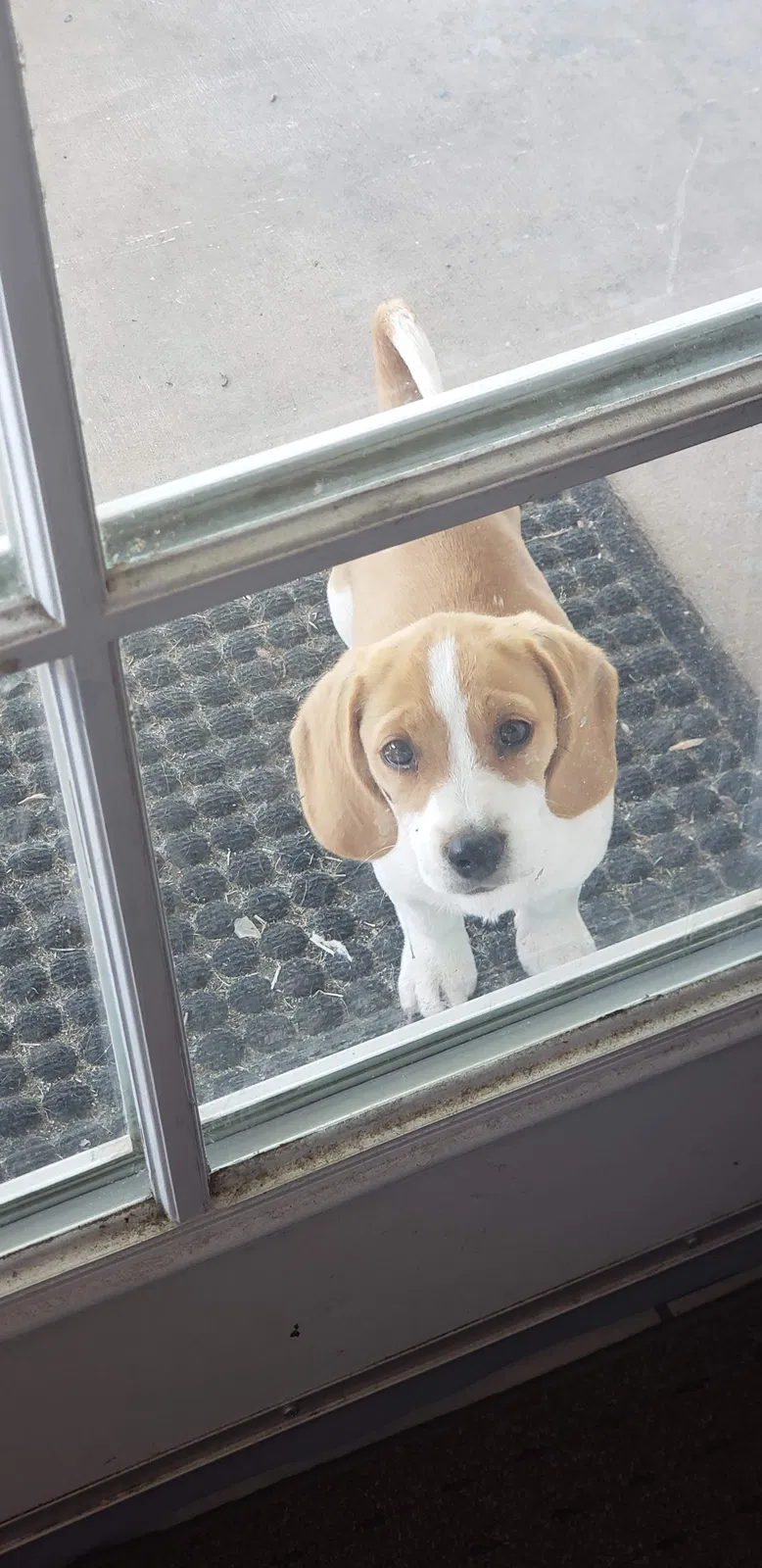 Lost dog in Cathedral City, CA, 92234