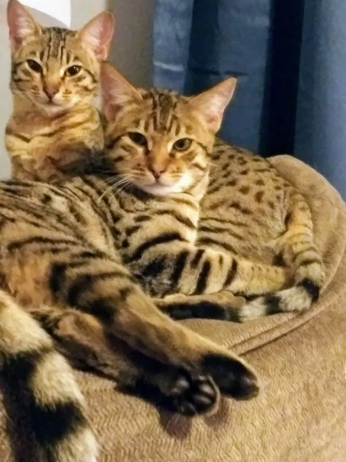 Lost cat in Puyallup, WA, 98375