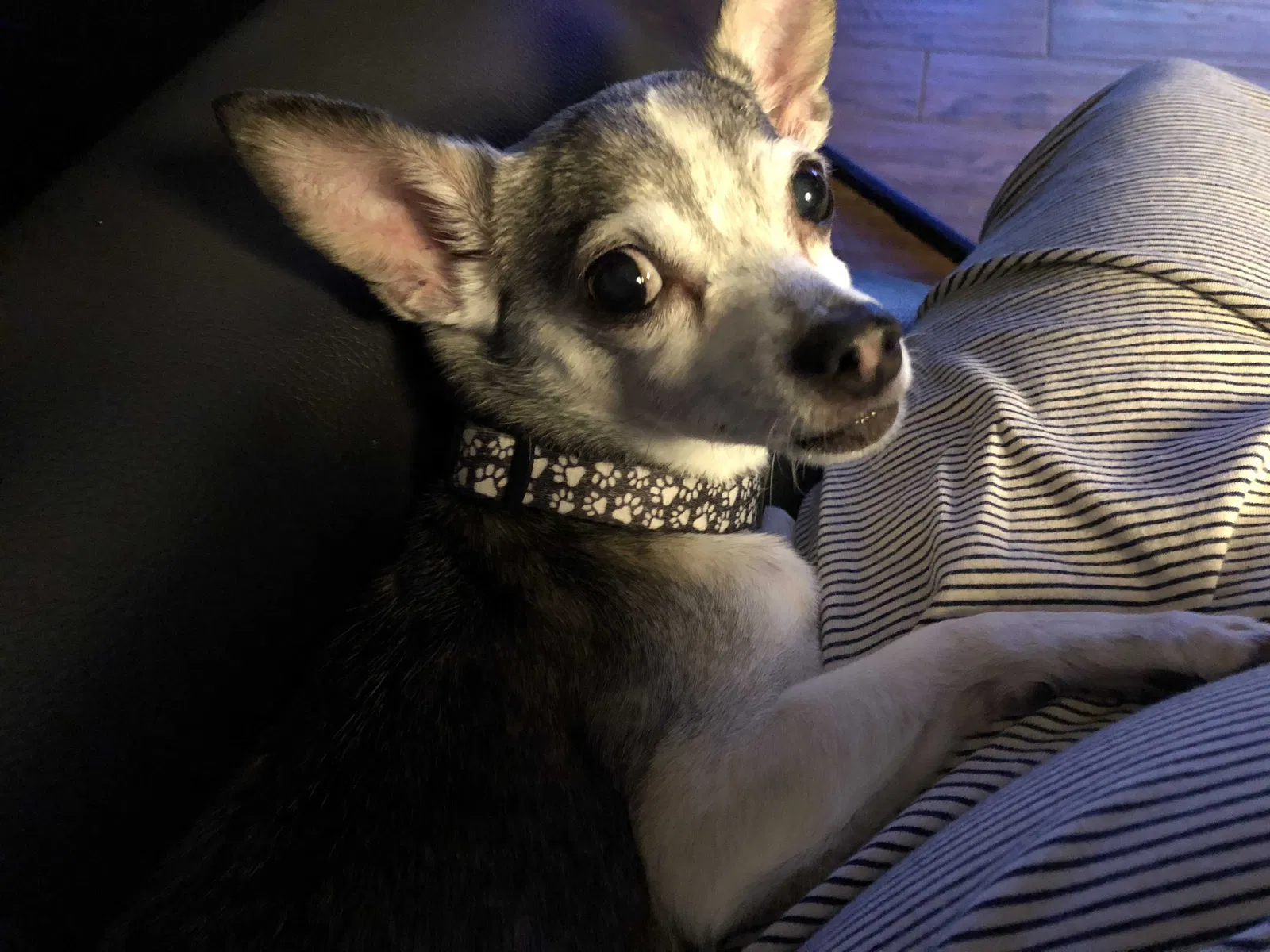 Lost dog in Mission, TX, 78572