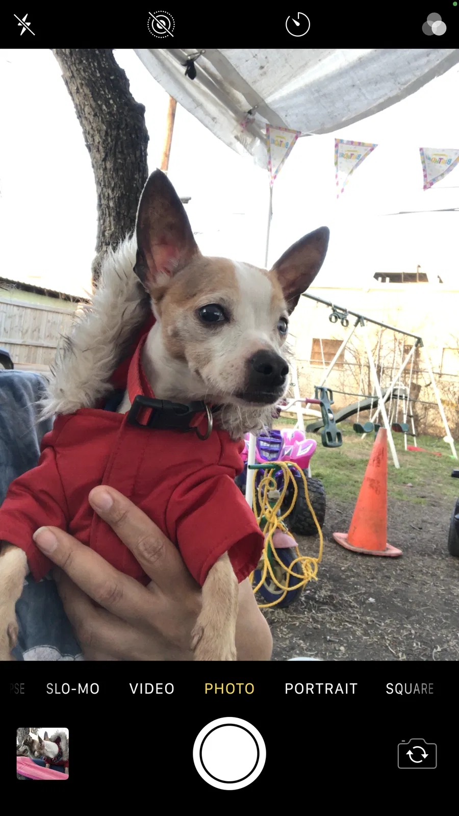 Lost dog in San Antonio, TX, 78213