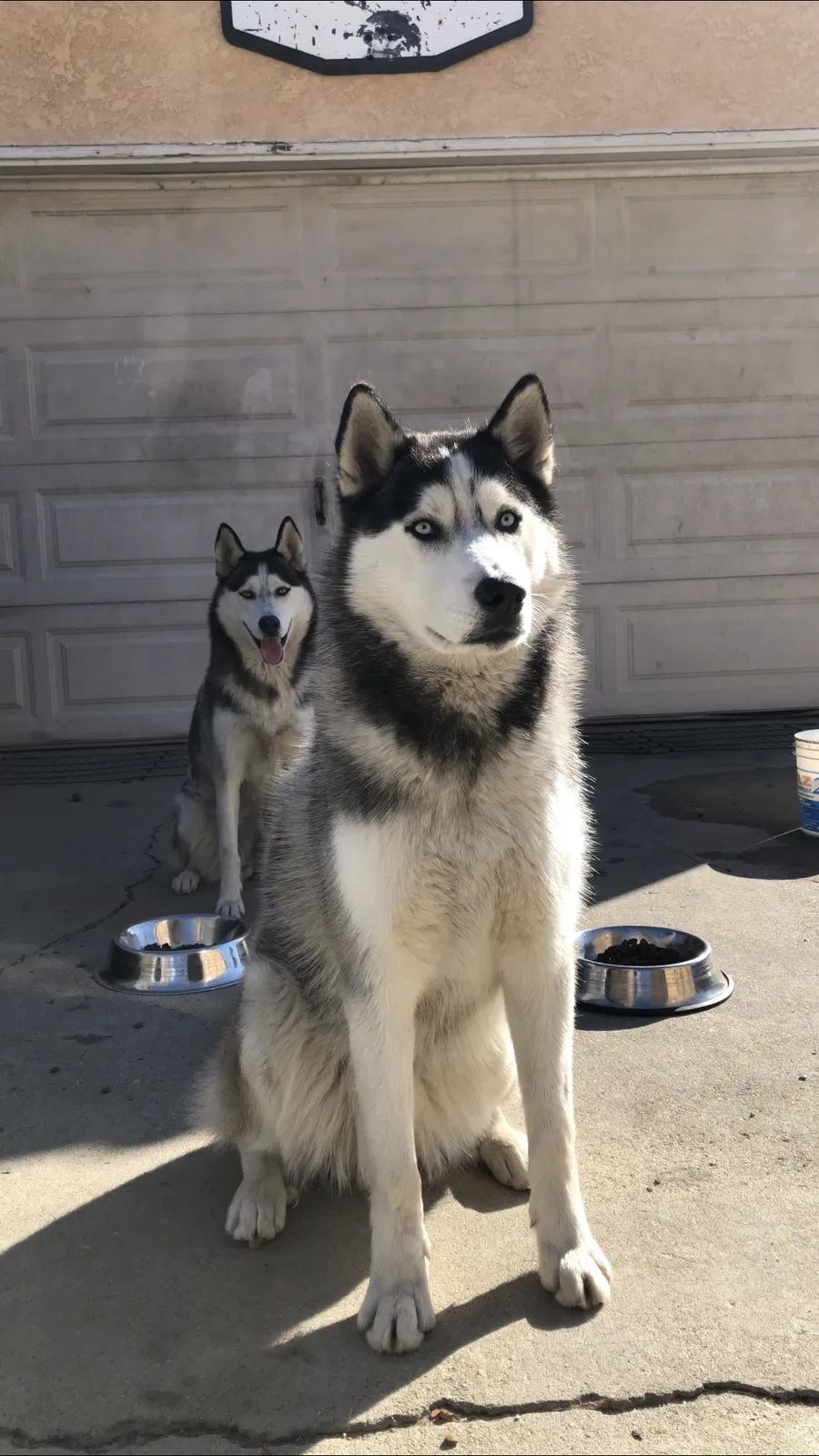 Lost dog in San Bernardino, CA, 92411