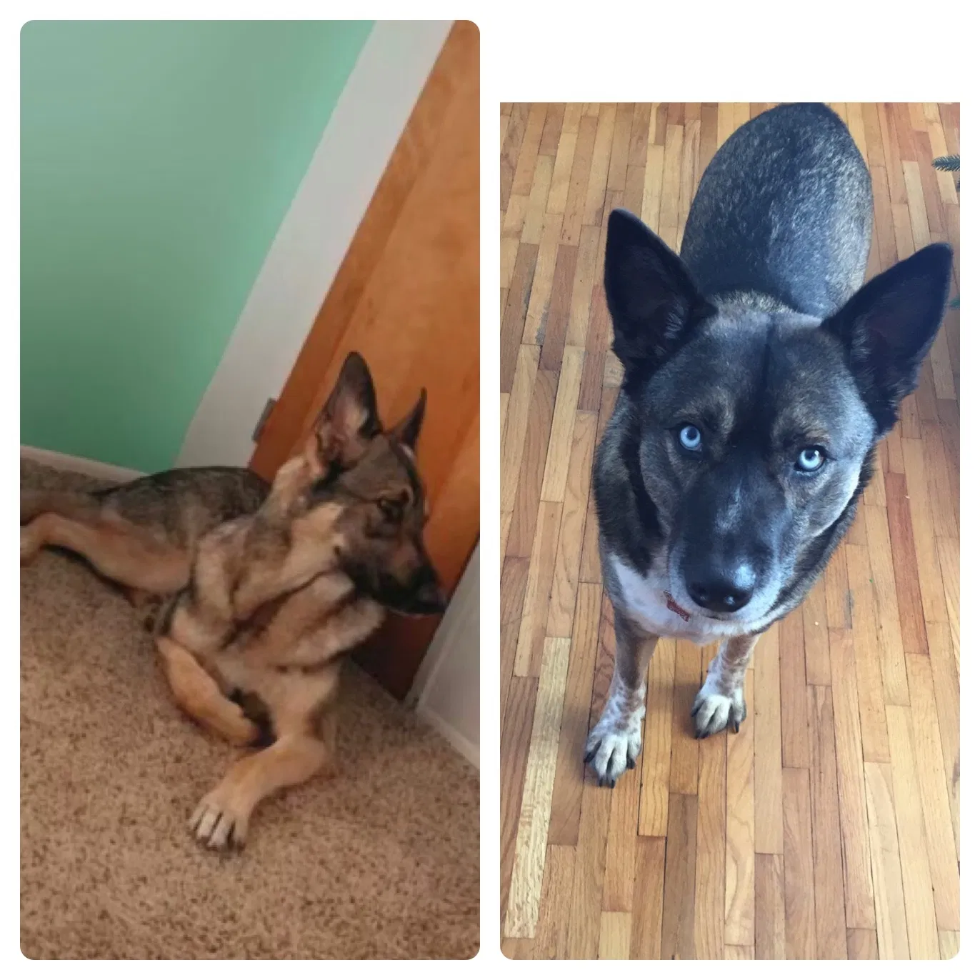 Lost dog in Fort Wayne, IN, 46809