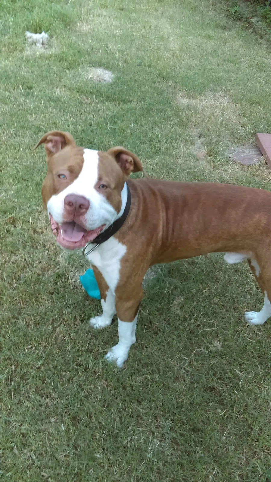 Lost dog in Tulsa, OK, 74115