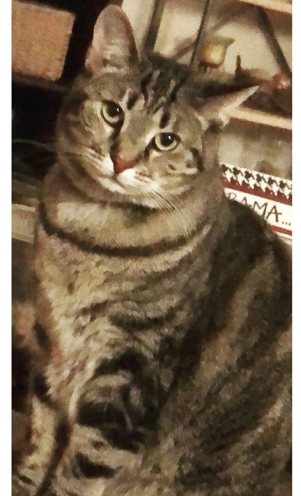 Lost cat in Spring Hill, TN, 37174