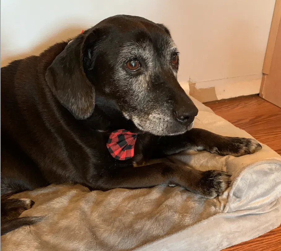 Lost dog in Lexington, KY, 40515