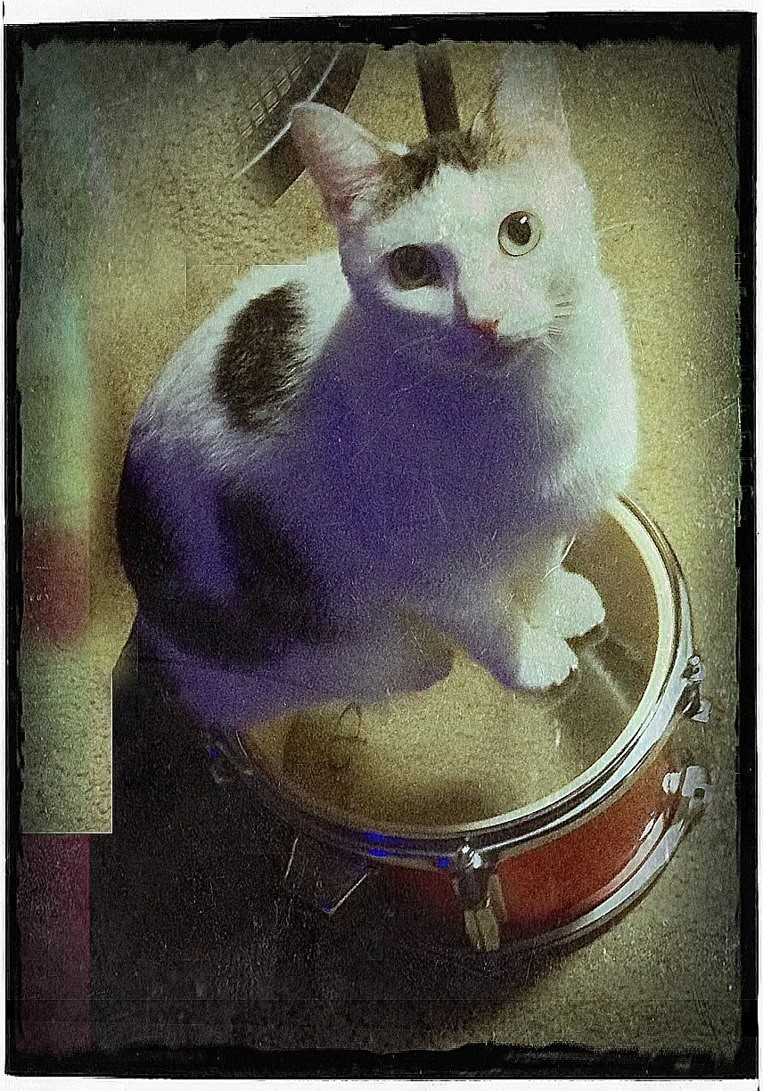 Lost cat in Mableton, GA, 30126