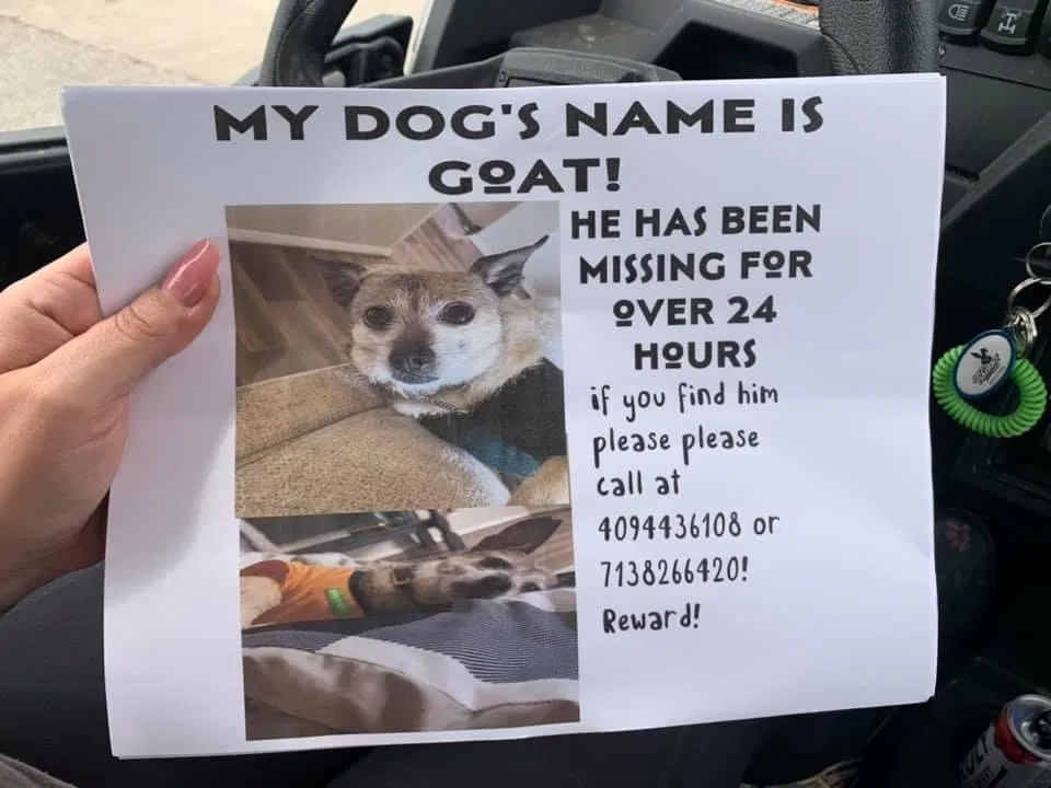 Lost dog in League City, TX, 77573