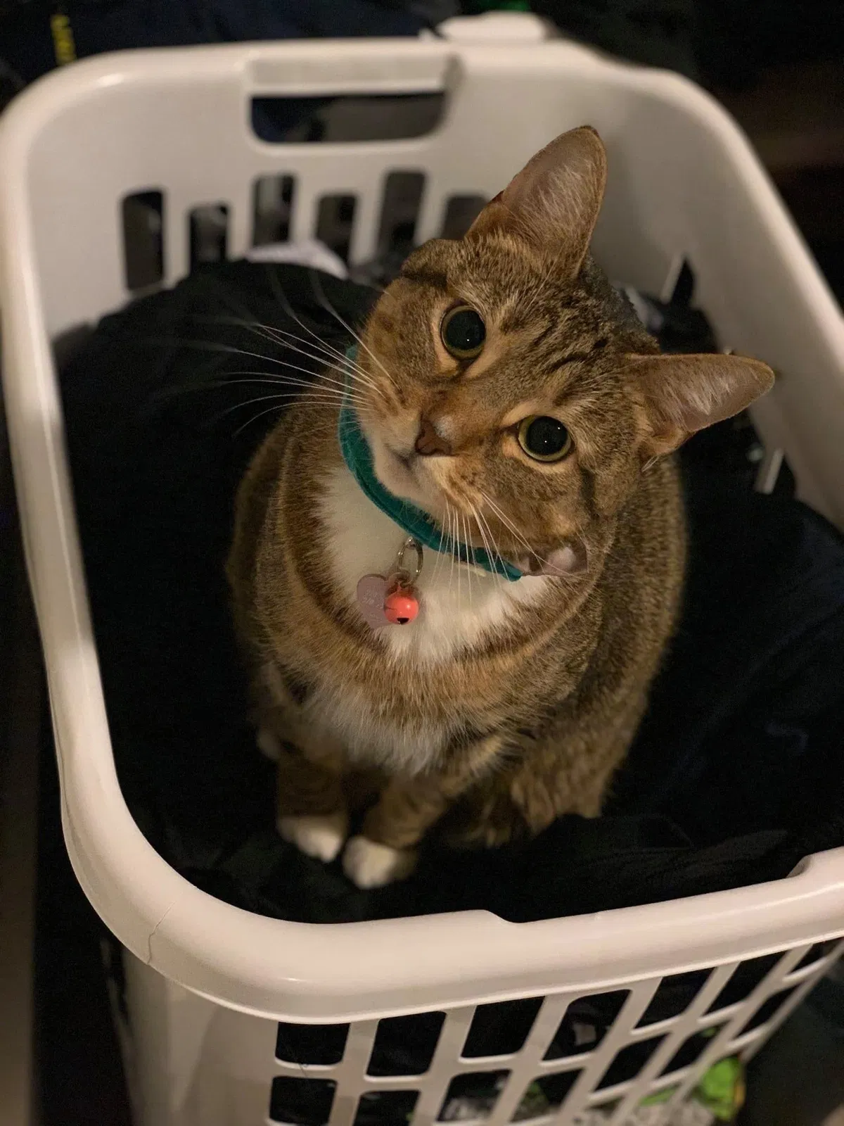 Lost cat in Wilmington, NC, 28401