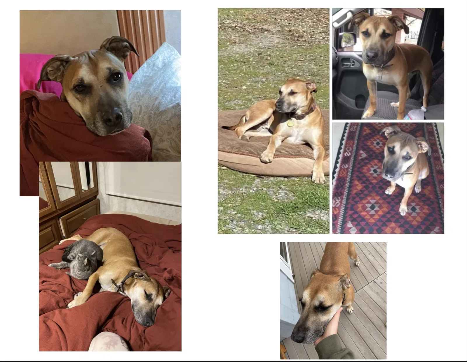 Lost dog in Clearlake Oaks, CA, 95423