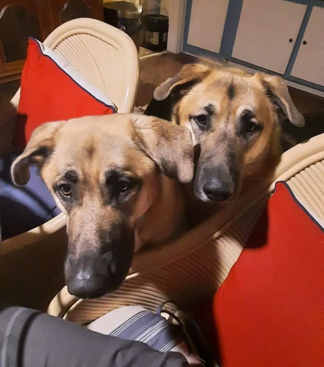 Lost dog in Ruther Glen, VA, 22546
