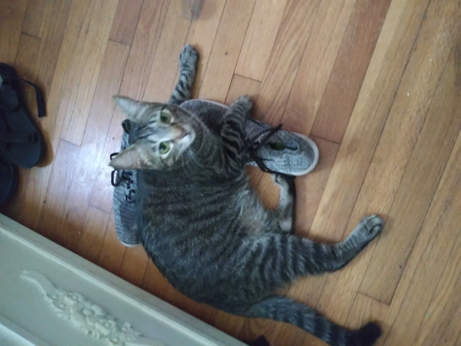 Lost cat in Spicewood, TX, 78669