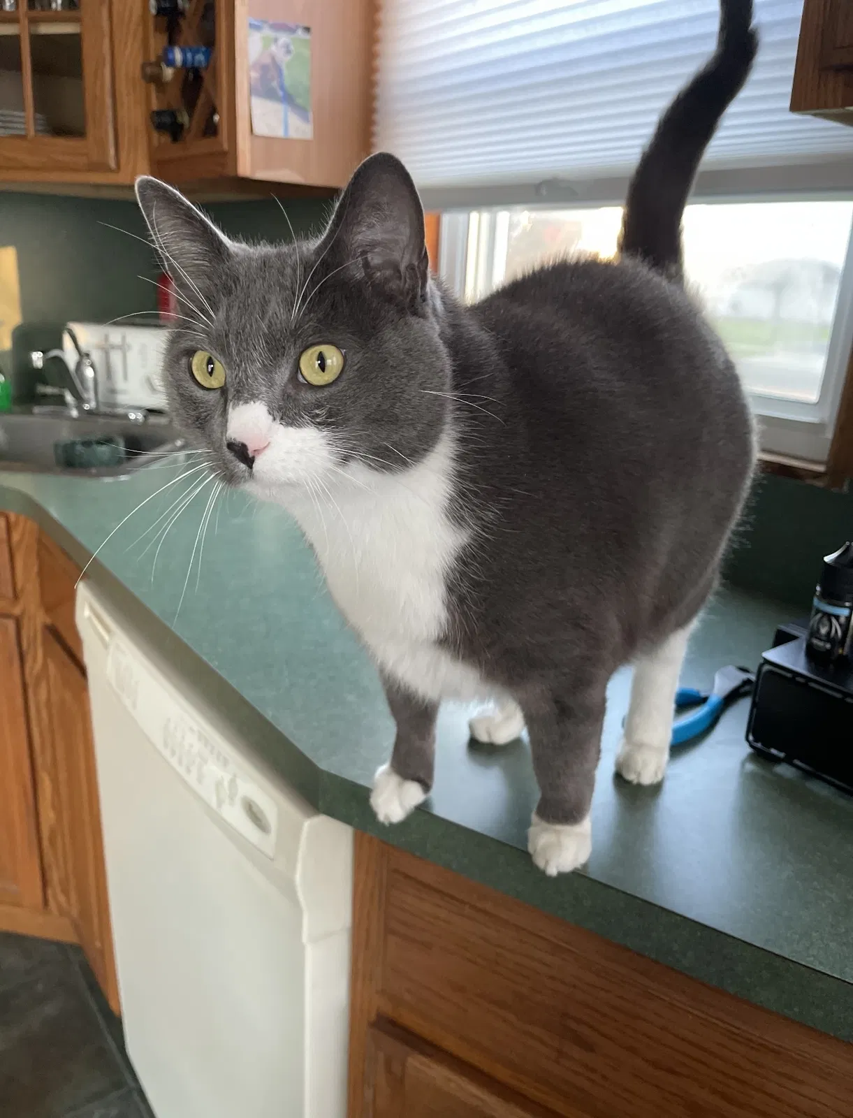 Lost cat in Levittown, NY, 11756