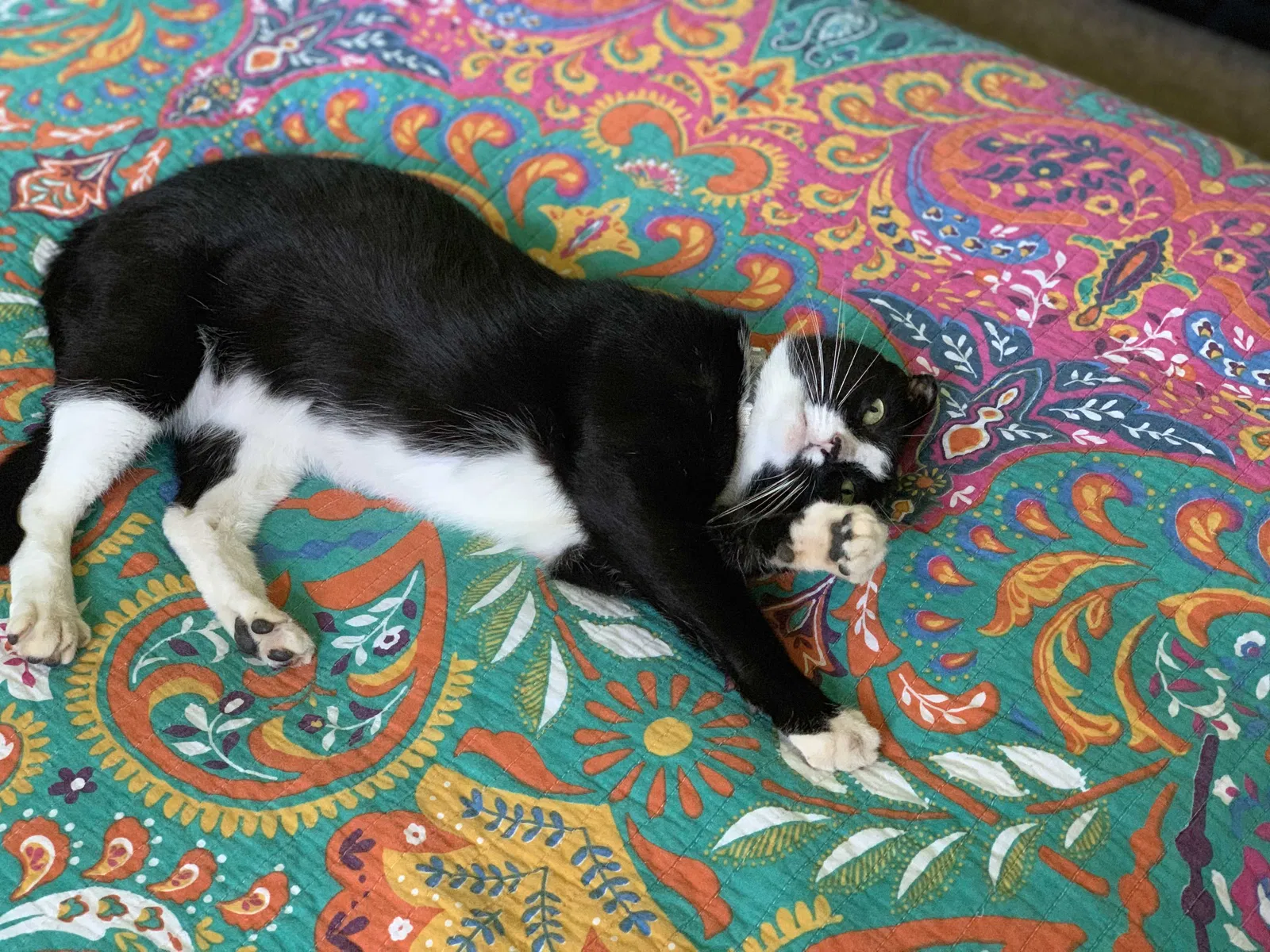 Lost cat in Lewisville, NC, 27023