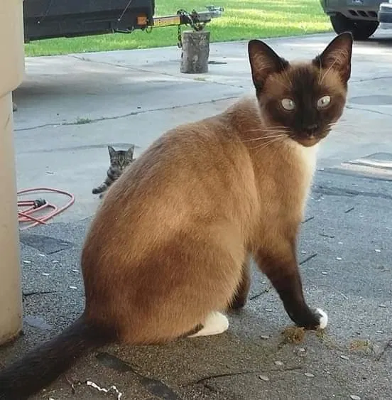 Lost cat in Cartersville, GA, 30120
