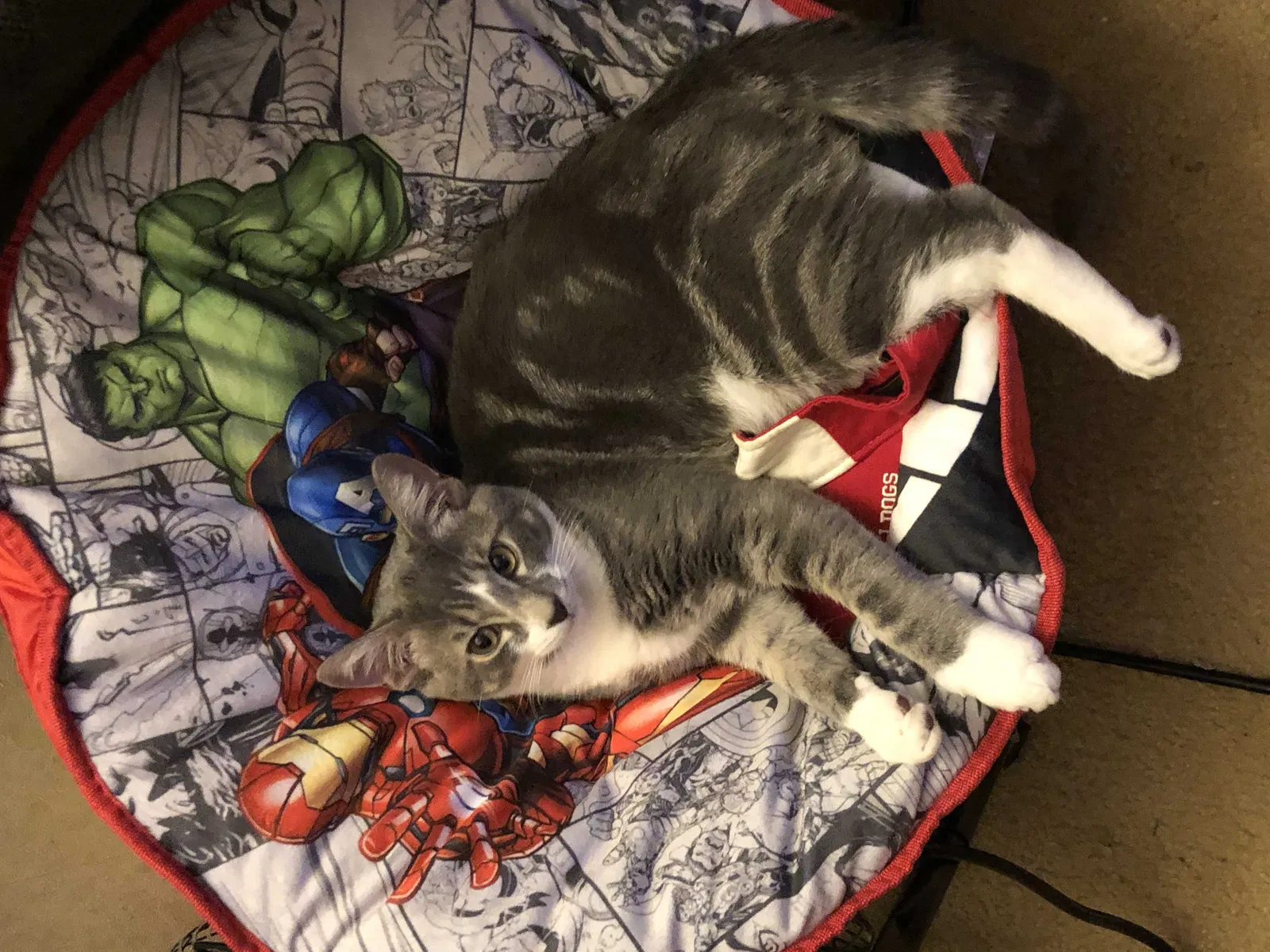 Lost cat in Augusta, GA, 30909