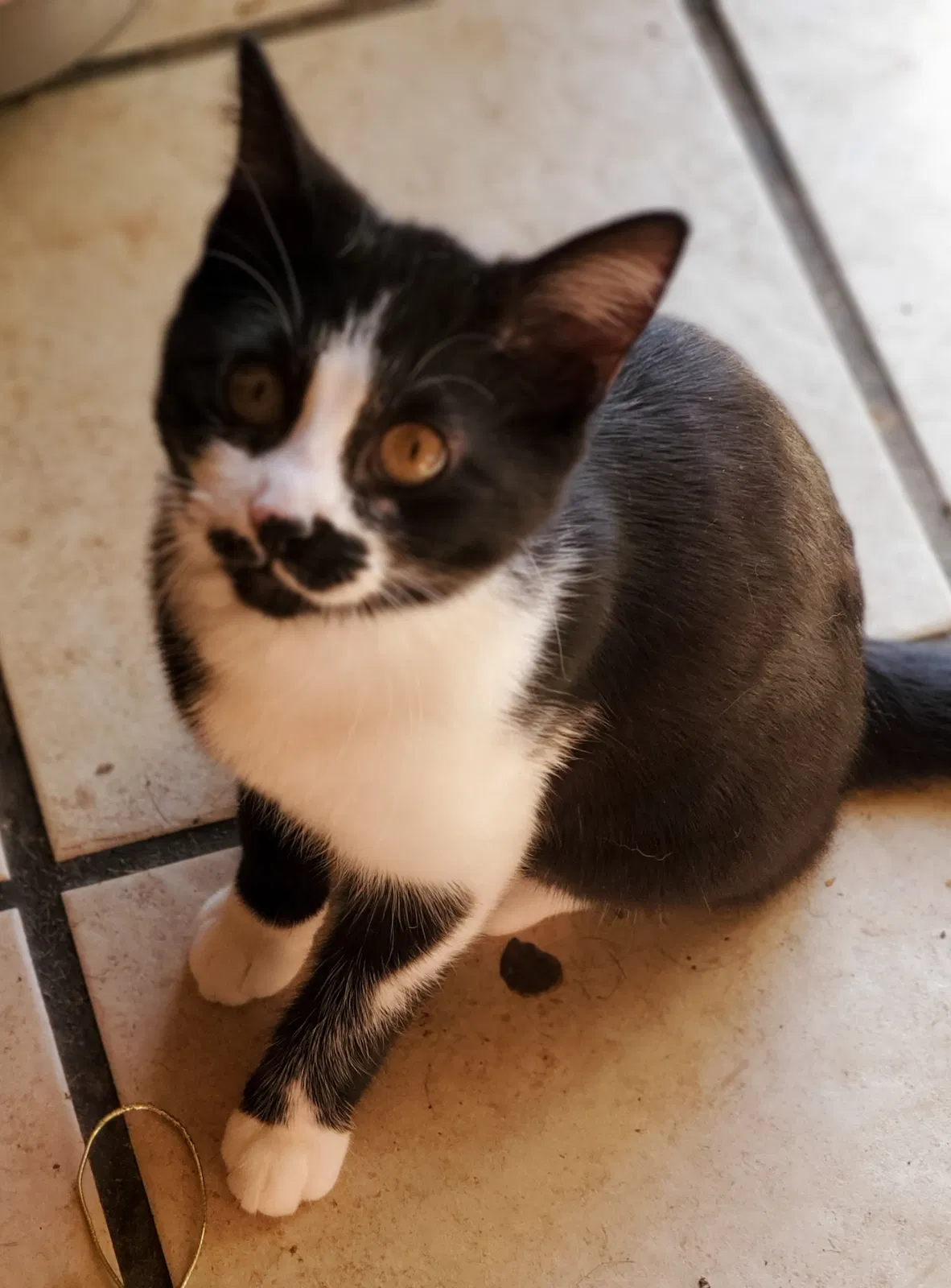 Lost cat in Cincinnati, OH, 45240