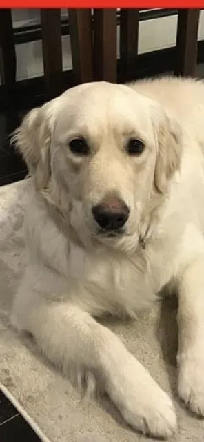 Lost dog in Sharon, MA, 2067