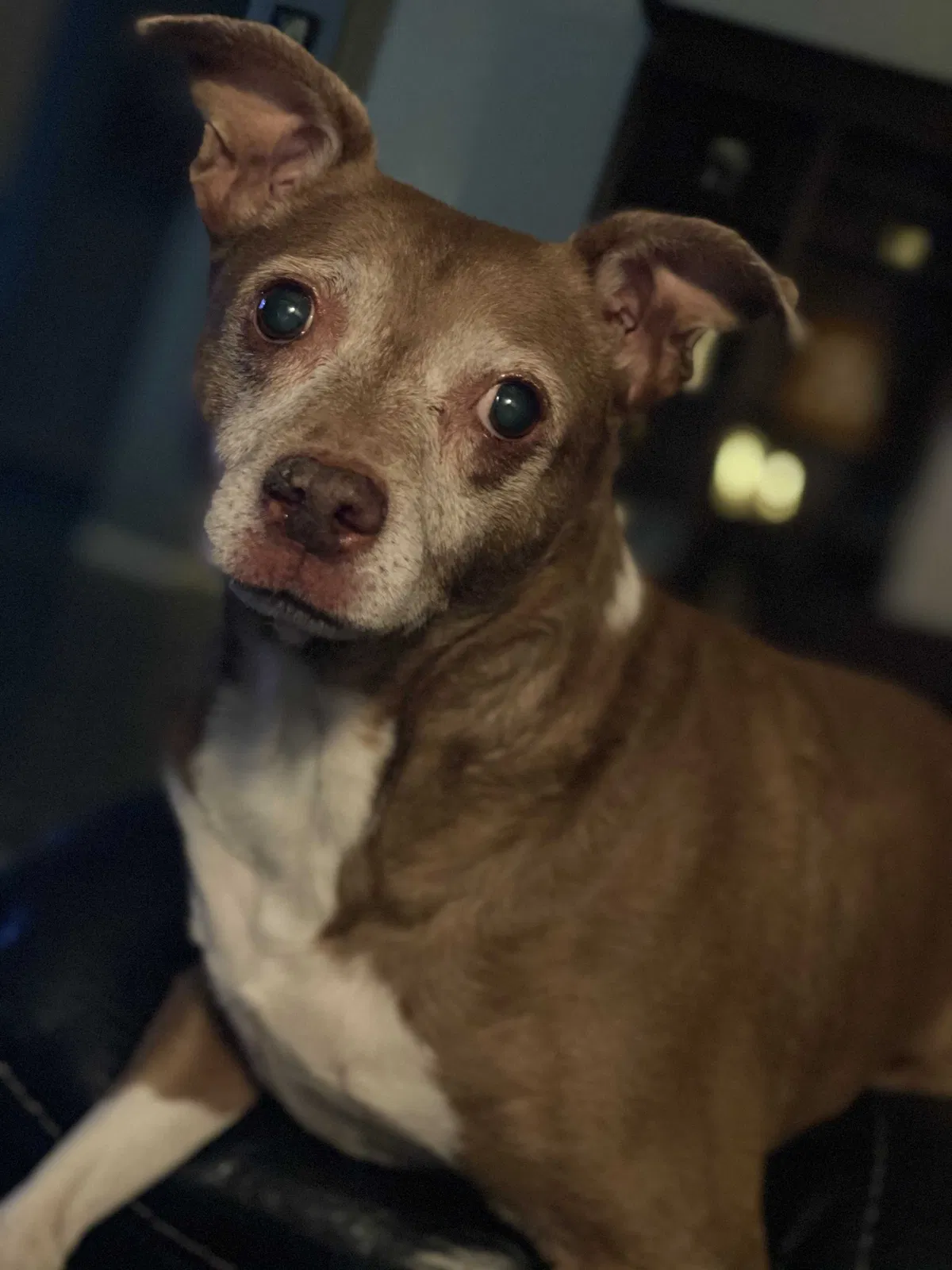 Lost dog in Avondale, AZ, 85323