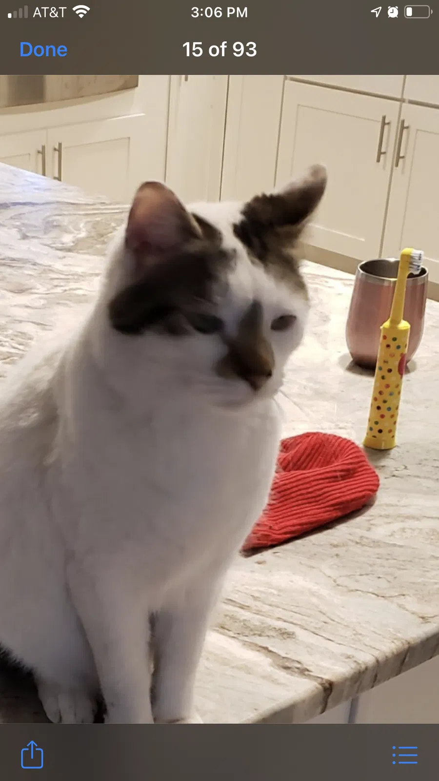 Lost cat in Ocala, FL, 34482