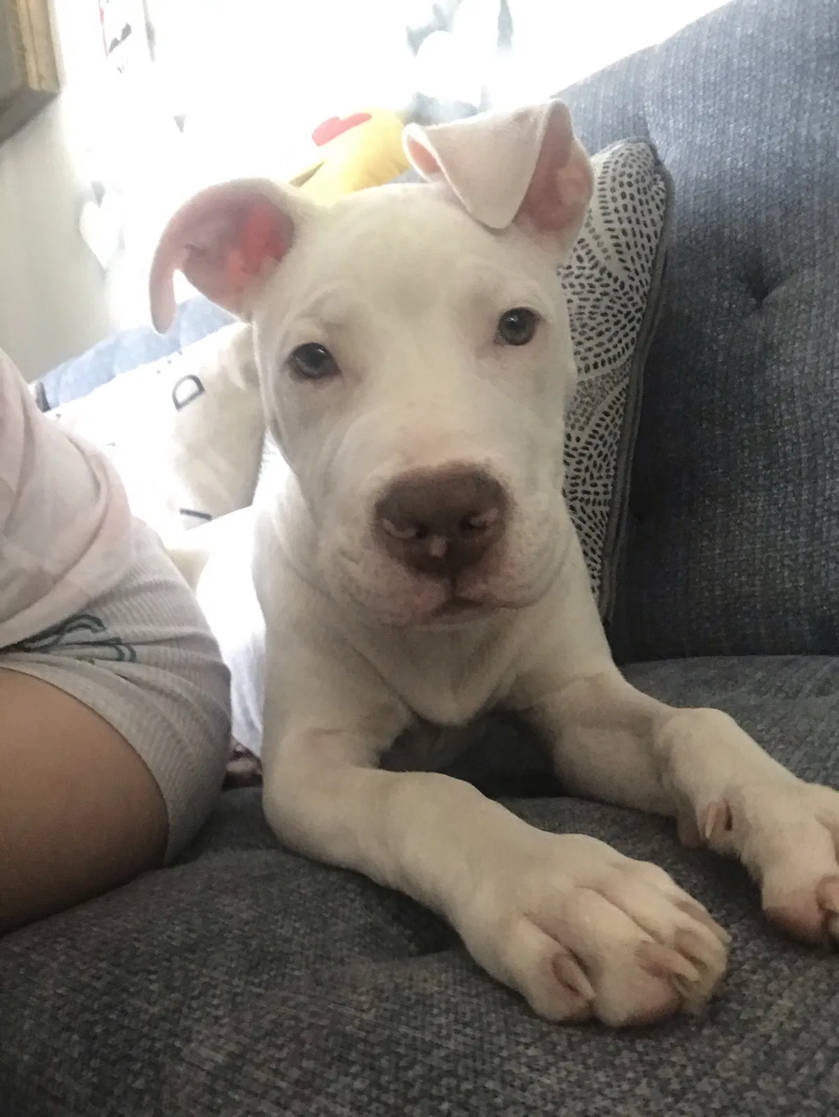 Lost dog in Chicago, IL, 60641